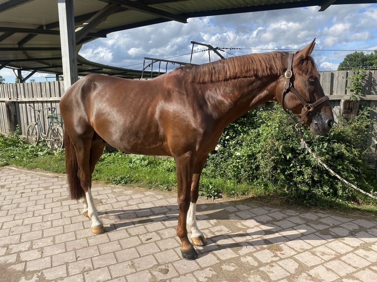 KWPN Hengst 5 Jaar 167 cm Donkere-vos in GROTE-BROGEL