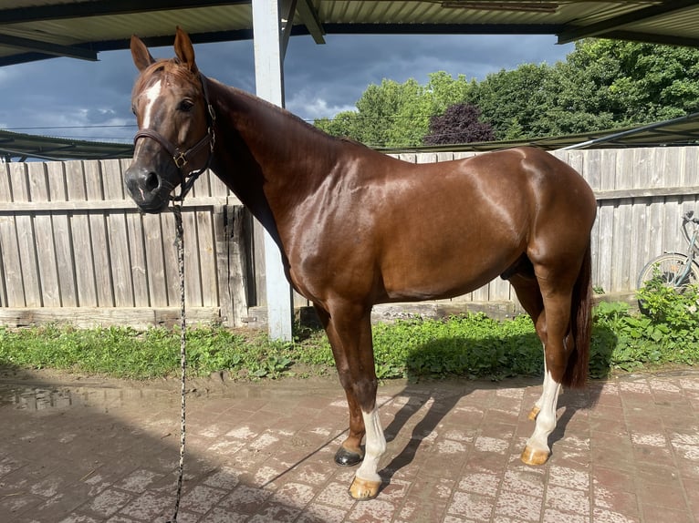 KWPN Hengst 5 Jaar 167 cm Donkere-vos in GROTE-BROGEL