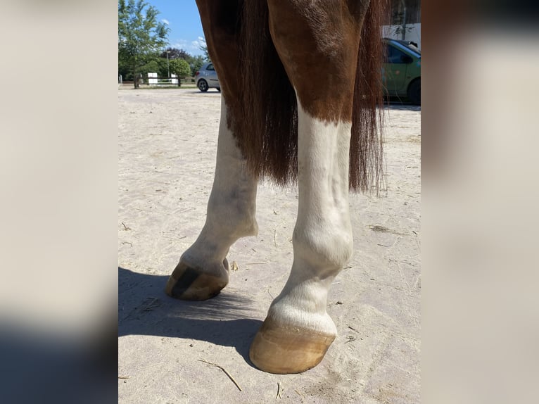 KWPN Hengst 5 Jaar 167 cm Donkere-vos in GROTE-BROGEL