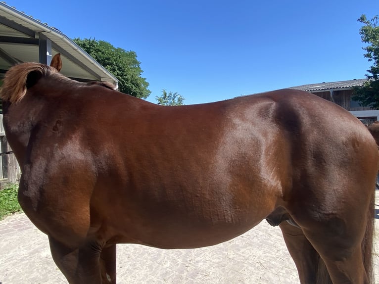 KWPN Hengst 5 Jaar 167 cm Donkere-vos in GROTE-BROGEL