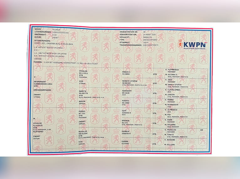 KWPN Hengst 5 Jaar 167 cm Zwart in camarma