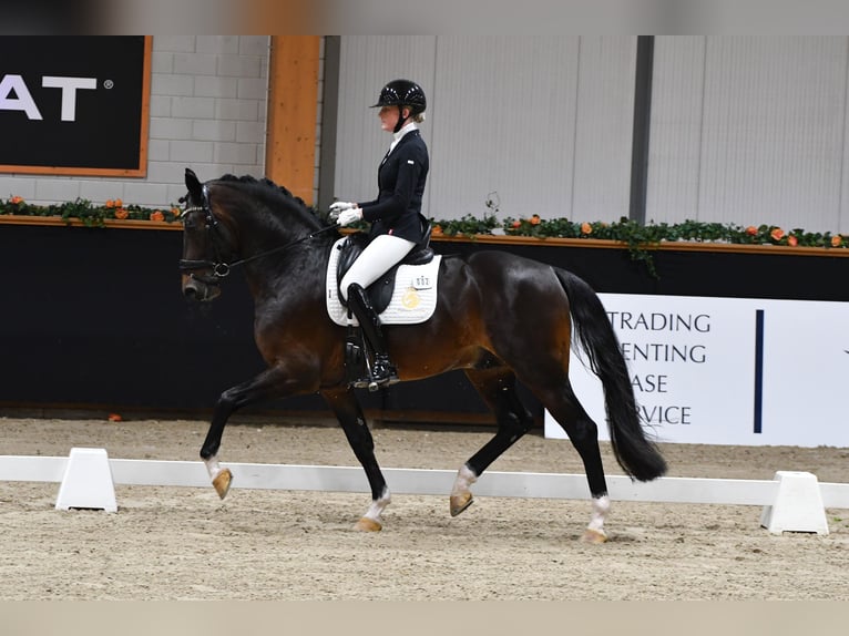 KWPN Hengst 5 Jaar 169 cm Vos in Aalsmeer