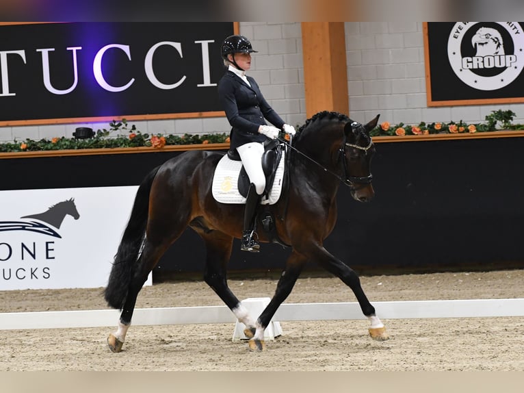 KWPN Hengst 5 Jaar 169 cm Vos in Aalsmeer