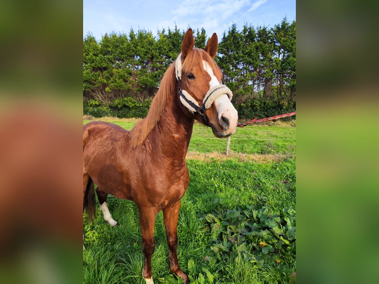 KWPN Hengst 5 Jaar 170 cm Vos in Bocholt