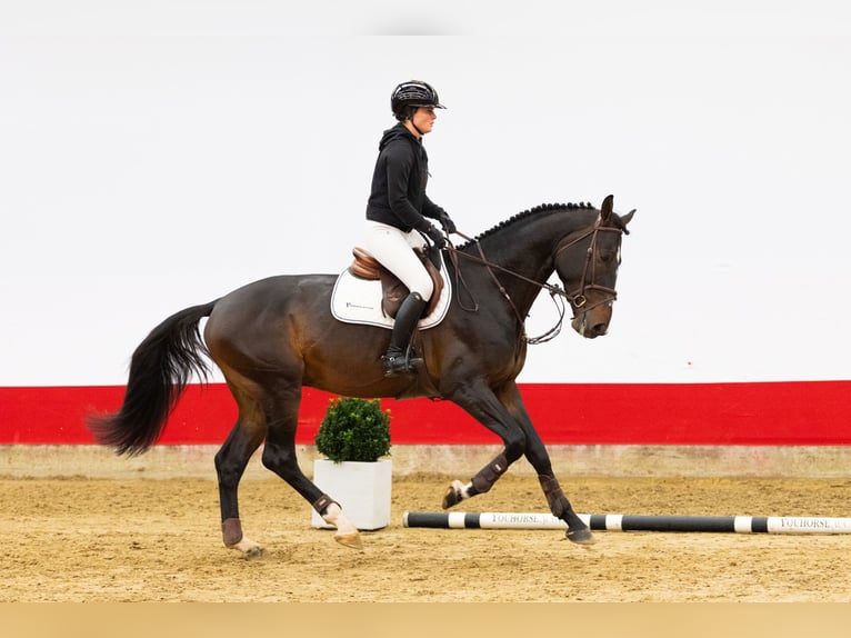 KWPN Hengst 5 Jaar 171 cm Zwartbruin in Waddinxveen