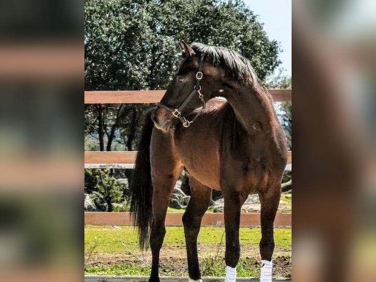 KWPN Hengst 5 Jaar 174 cm Zwart in Sevilla
