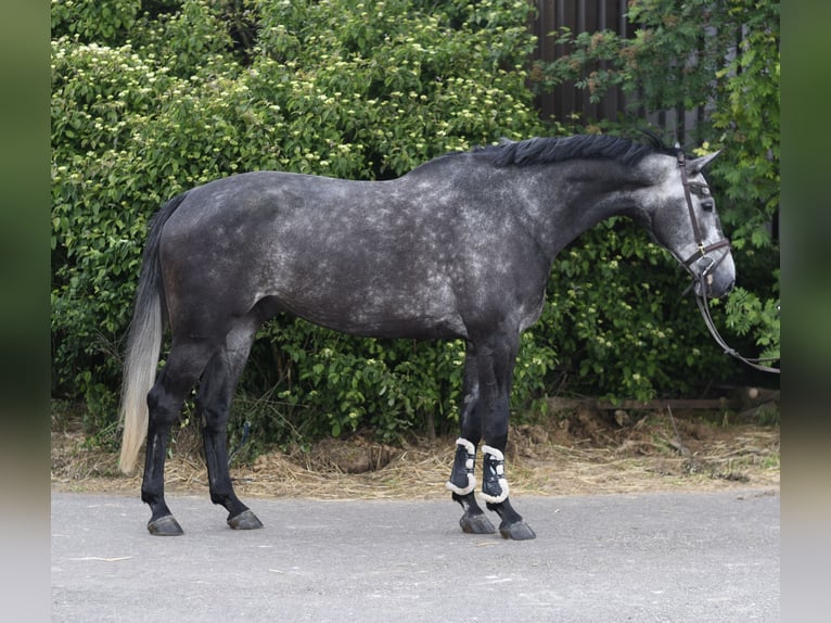 KWPN Hengst 5 Jaar 175 cm Appelschimmel in Geilenkirchen
