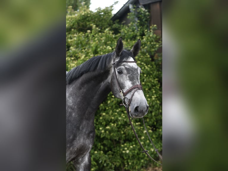 KWPN Hengst 5 Jaar 175 cm Appelschimmel in Geilenkirchen