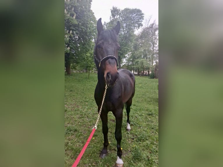 KWPN Hengst 5 Jaar 175 cm Bruin in Opoczno