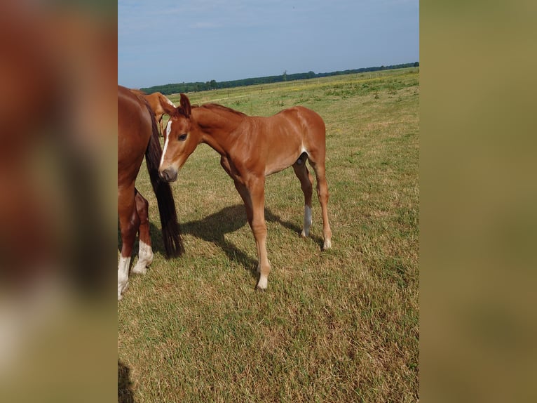 KWPN Hengst 5 Jaar 175 cm Palomino in Ansen