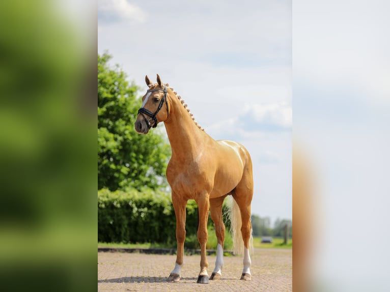 KWPN Hengst 5 Jaar 175 cm Palomino in Ansen