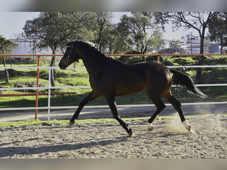 KWPN Hengst 5 Jaar 177 cm Donkerbruin in La Cabrera