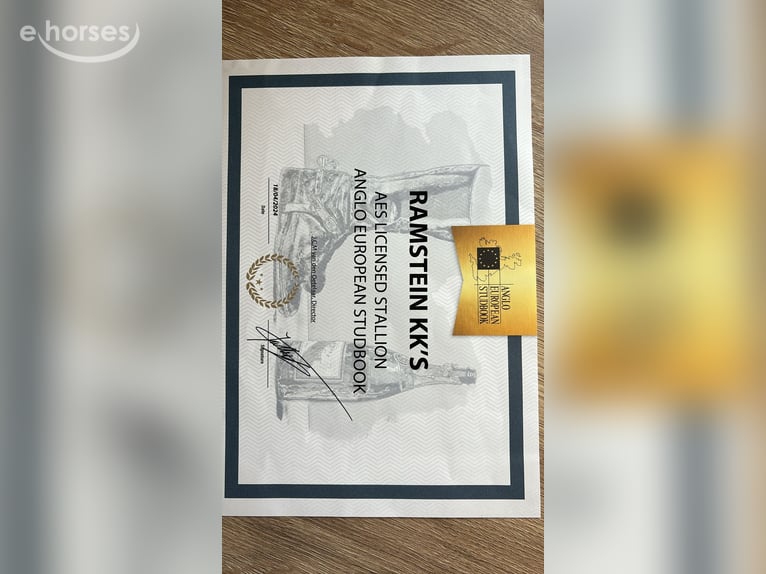 KWPN Hengst 5 Jaar Bruin in COLMENAR VIEJO