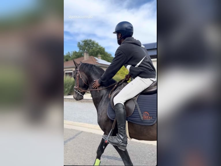 KWPN Hengst 5 Jahre 156 cm Schwarzbrauner in Bocholt