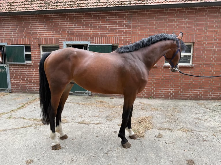 KWPN Hengst 5 Jahre 156 cm in Nordhorn