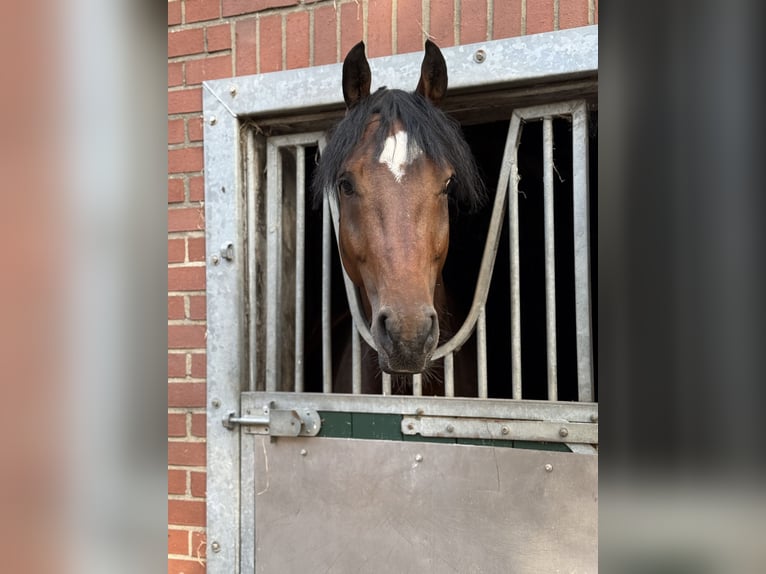 KWPN Hengst 5 Jahre 156 cm in Nordhorn