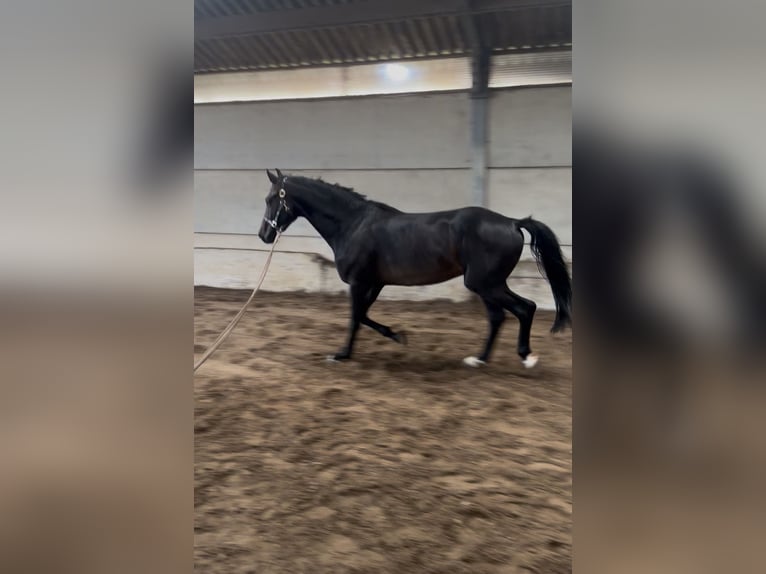 KWPN Hengst 5 Jahre 158 cm Schwarzbrauner in Bocholt