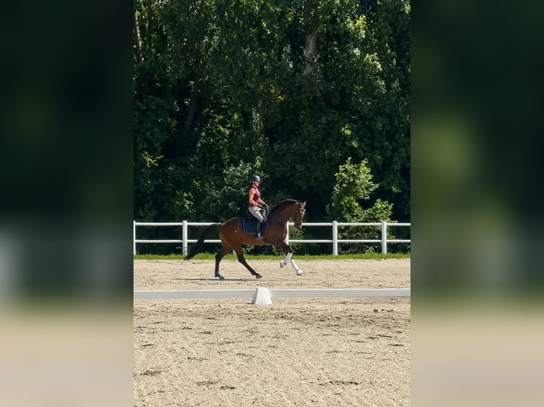 KWPN Hengst 5 Jahre 166 cm Brauner in Scheibbs