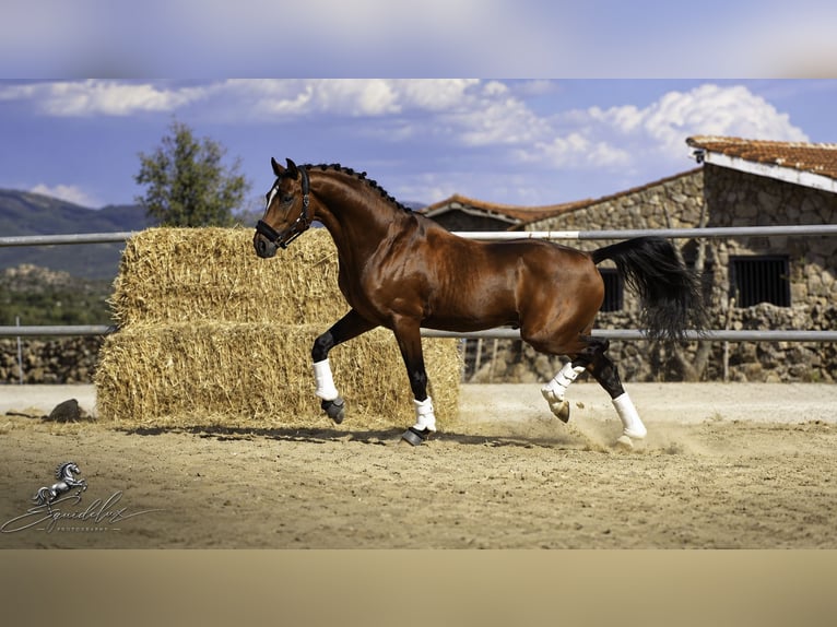 KWPN Mix Hengst 5 Jahre 166 cm Hellbrauner in LA CABRERA