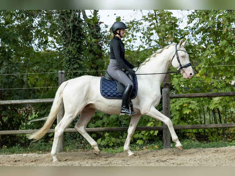 KWPN Hengst 5 Jahre 167 cm Cremello in Ulicoten KWPN Hengst 5 Jahre 167 cm Cremello in Ulicoten