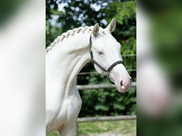 KWPN Hengst 5 Jahre 167 cm Cremello in Ulicoten KWPN Hengst 5 Jahre 167 cm Cremello in Ulicoten