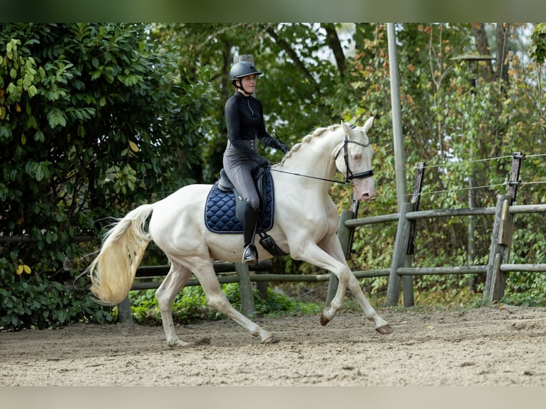 KWPN Hengst 5 Jahre 167 cm Cremello in Ulicoten KWPN Hengst 5 Jahre 167 cm Cremello in Ulicoten