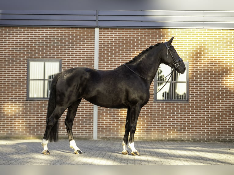 KWPN Hengst 5 Jahre 167 cm Rappe in Rijsbergen
