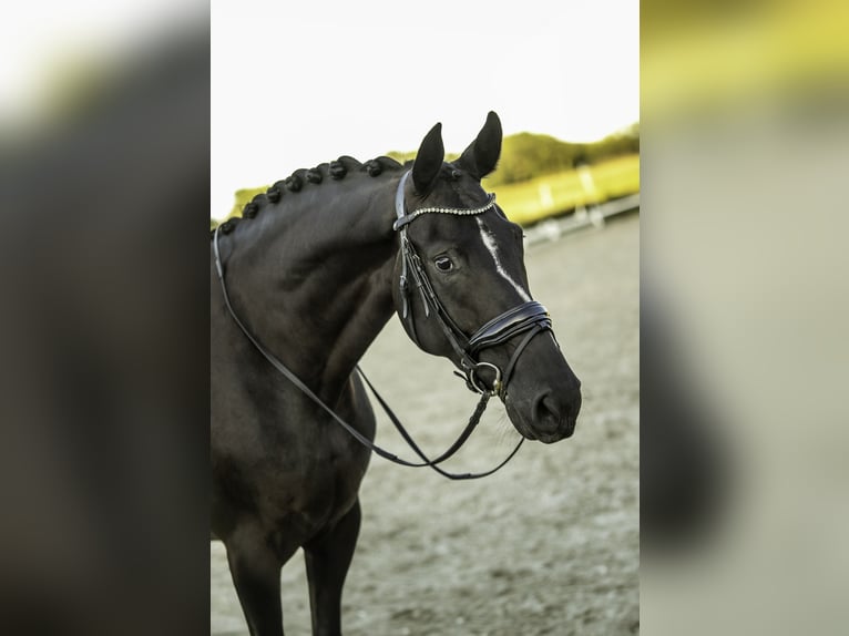 KWPN Hengst 5 Jahre 167 cm Rappe in Rijsbergen