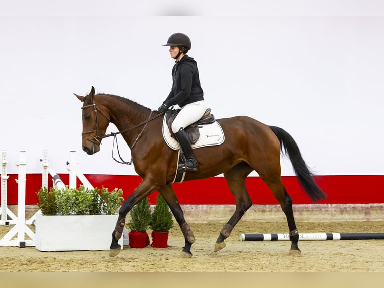 KWPN Hengst 5 Jahre 168 cm Brauner in Waddinxveen