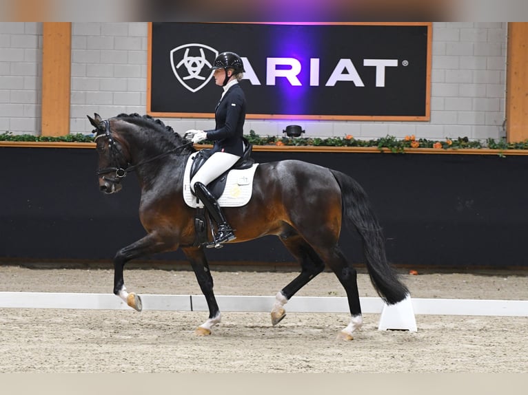 KWPN Hengst 5 Jahre 169 cm Fuchs in Aalsmeer