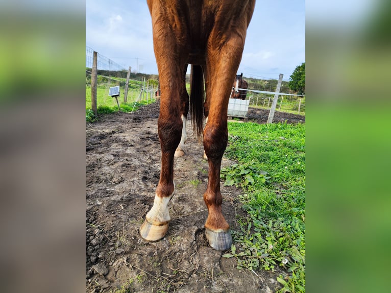 KWPN Hengst 5 Jahre 170 cm Fuchs in Bocholt