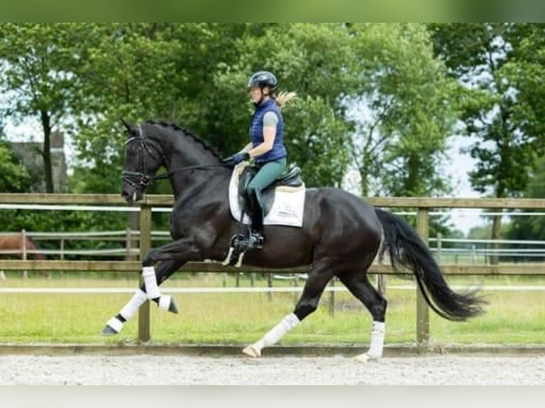 KWPN Hengst 5 Jahre 170 cm Rappe in Sint-Oedenrode