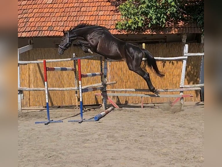 KWPN Hengst 5 Jahre 170 cm Rappe in Békéscsaba