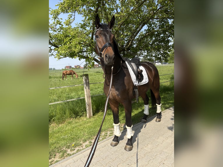 KWPN Hengst 5 Jahre 172 cm Schwarzbrauner in Ratingen