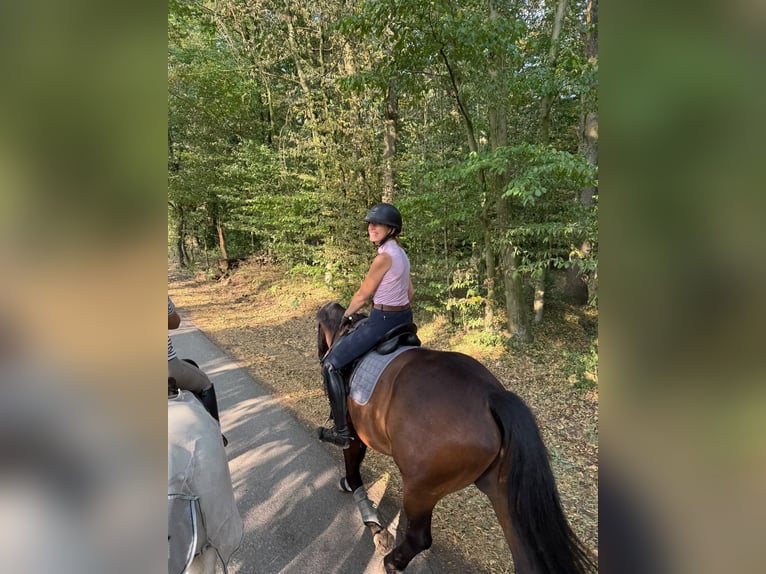 KWPN Hengst 5 Jahre 172 cm Schwarzbrauner in Ratingen