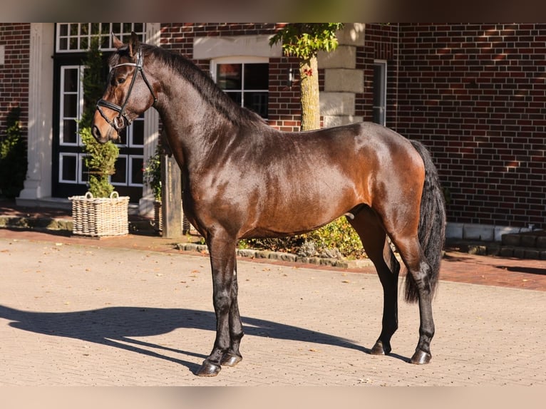 KWPN Hengst 5 Jahre 172 cm Schwarzbrauner in Ratingen