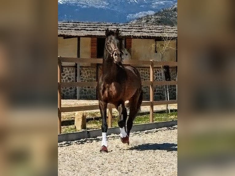 KWPN Hengst 5 Jahre 174 cm Rappe in Sevilla