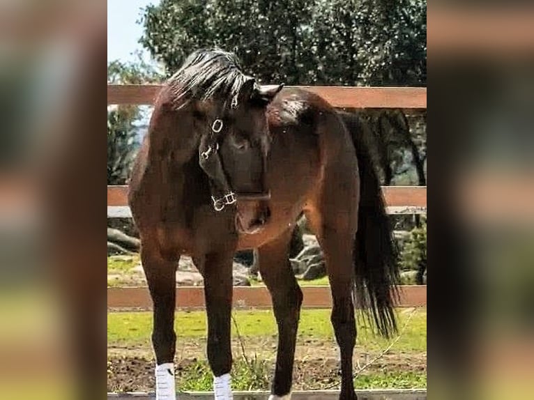 KWPN Hengst 5 Jahre 174 cm Rappe in Sevilla