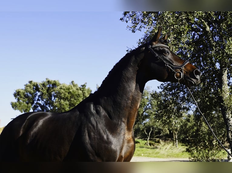KWPN Hengst 5 Jahre 177 cm Dunkelbrauner in La Cabrera
