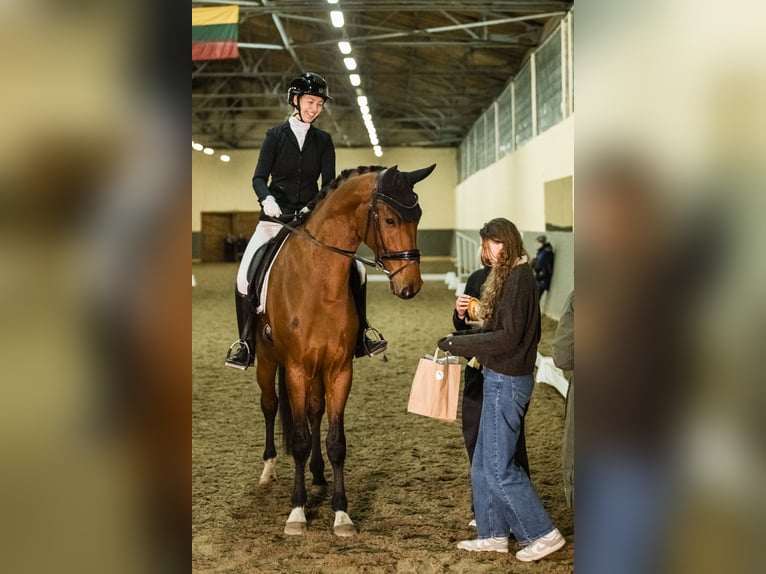 KWPN Hengst 5 Jahre 180 cm Rotbrauner in Vilnius