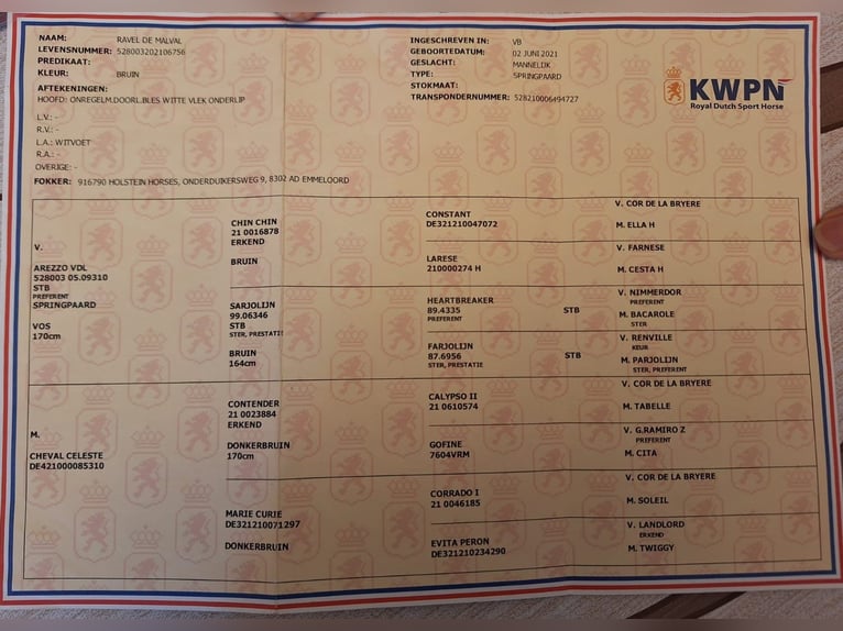 KWPN Hengst 5 Jahre in Békéscsaba