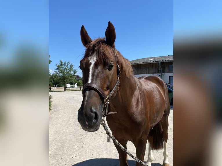 KWPN Hengst 6 Jaar 167 cm Donkere-vos in Neuried