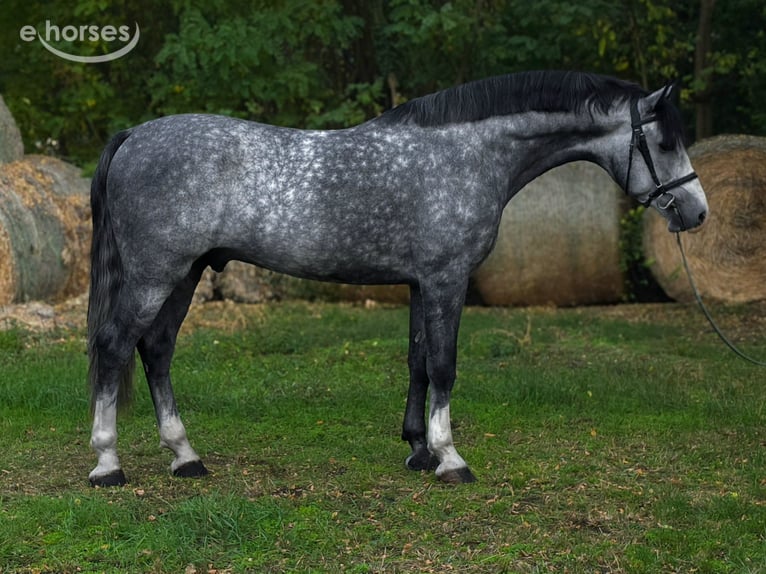 KWPN Hengst 6 Jaar 169 cm Appelschimmel in Békés
