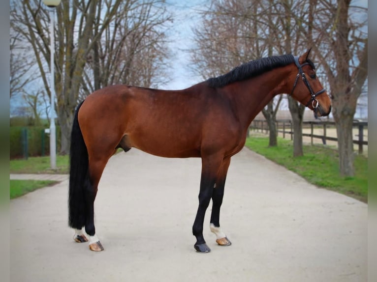 KWPN Hengst 6 Jaar 172 cm Roodbruin in B&#xE9;k&#xE9;scsaba