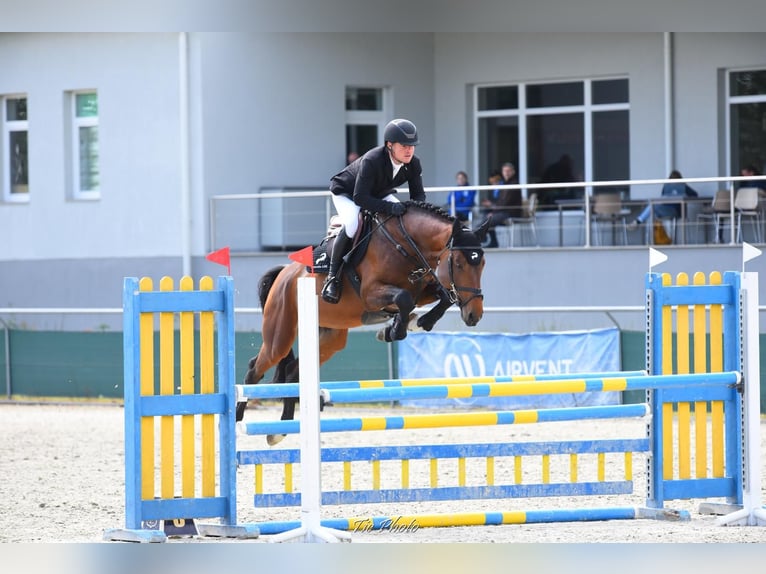 KWPN Hengst 6 Jaar 172 cm Roodbruin in B&#xE9;k&#xE9;scsaba