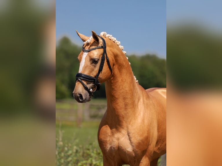 KWPN Hengst 6 Jaar 175 cm Palomino in Ansen