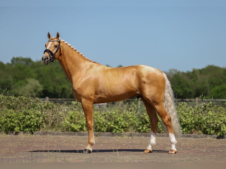 KWPN Hengst 6 Jaar 175 cm Palomino in Ansen