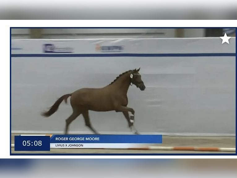 KWPN Hengst 6 Jahre 165 cm Dunkelbrauner in Arum