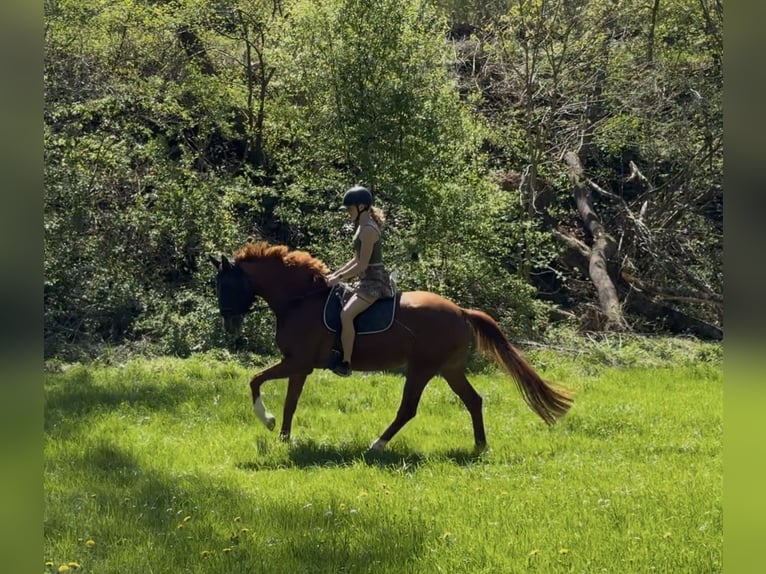 KWPN Hengst 7 Jaar 165 cm Vos in Markgröningen