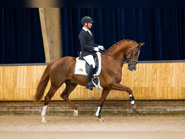 KWPN Hengst 7 Jaar 172 cm Vos in Wijdewormer